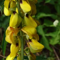 Crotalaria trichotoma Bojer